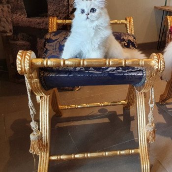 chat British Longhair Sheerlea Paris Royal Cattery chat British Longhair Sheerlea Paris Royal Cattery