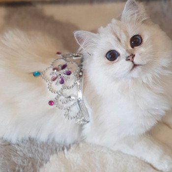 chat British Longhair Sheerlea Paris Royal Cattery chat British Longhair Sheerlea Paris Royal Cattery