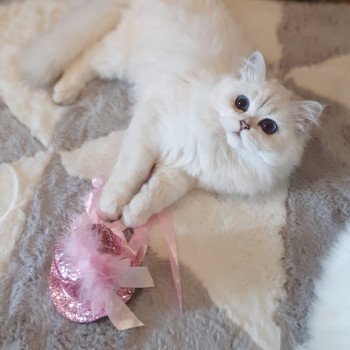 chat British Longhair Sheerlea Paris Royal Cattery chat British Longhair Sheerlea Paris Royal Cattery