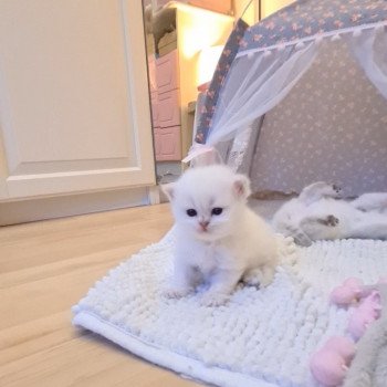 chaton British Longhair lilac golden shaded Sheryline Paris Royal Cattery