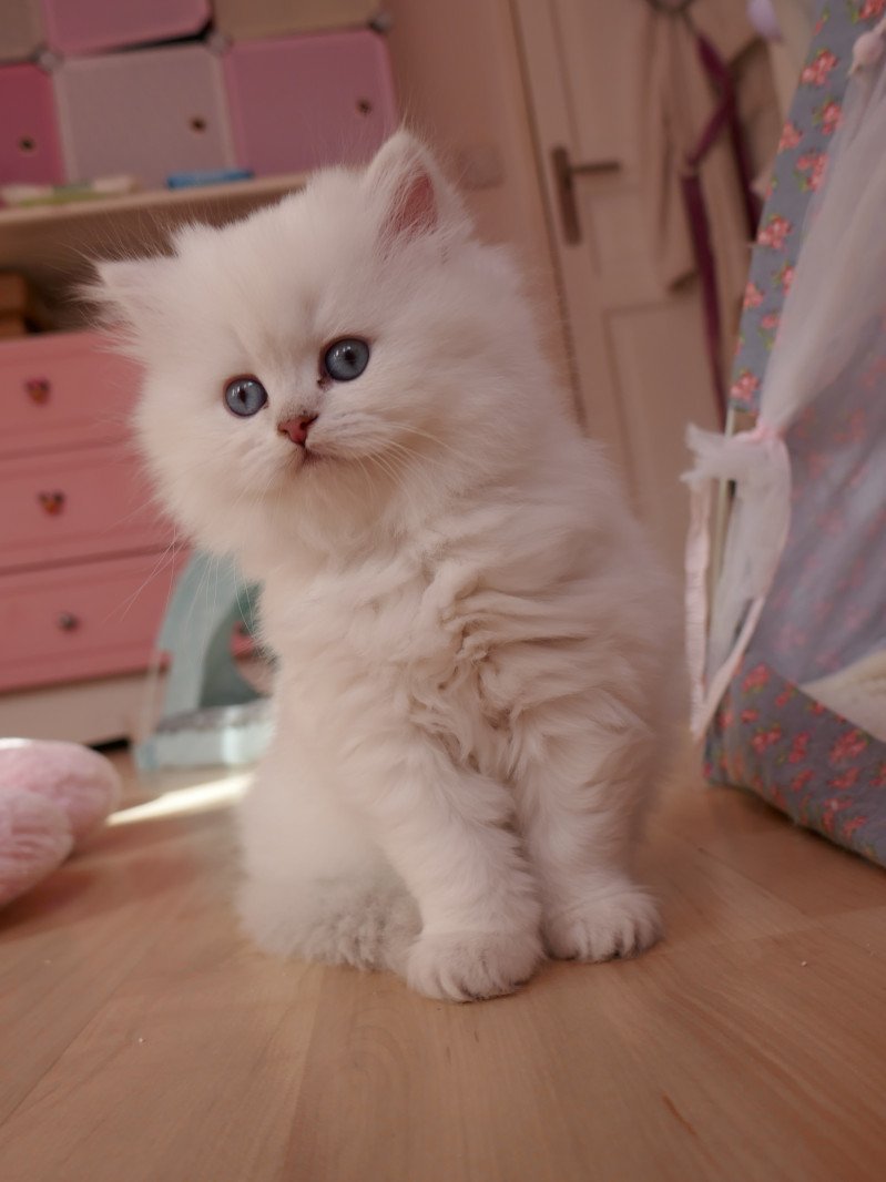 Sheryline From Paris Royal Femelle British Longhair