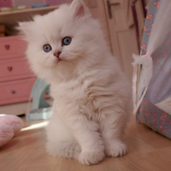 chaton British Longhair black silver shaded Sheryline Paris Royal Cattery