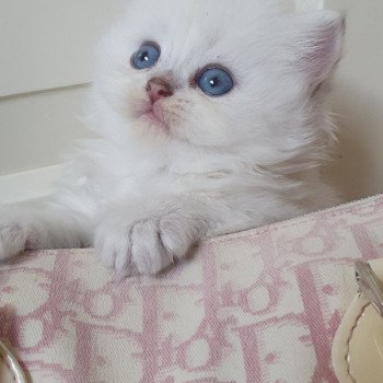 chaton British Longhair blue golden shaded point Snoopy Paris Royal Cattery