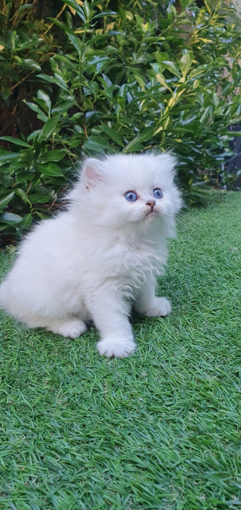 Snoopy From Paris Royal Mâle British Longhair