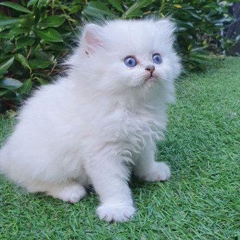 chaton British Longhair blue golden shaded point Snoopy Paris Royal Cattery