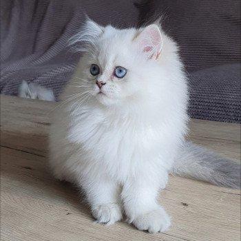 chaton British Longhair Snow Paris Royal Cattery