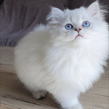 chaton British Longhair Snow Paris Royal Cattery