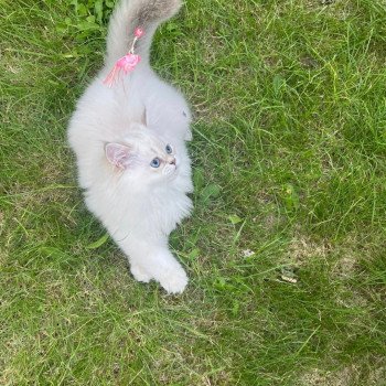 chaton British Longhair Snow Paris Royal Cattery