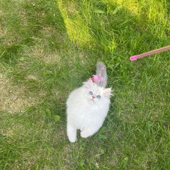 chaton British Longhair Snow Paris Royal Cattery