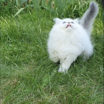 chaton British Longhair Snow Paris Royal Cattery