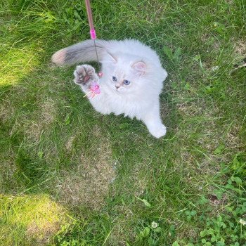 chaton British Longhair Snow Paris Royal Cattery chaton British Longhair Snow Paris Royal Cattery