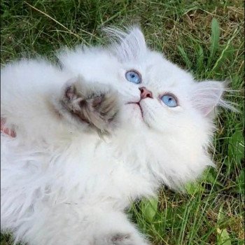 chaton British Longhair Snow Paris Royal Cattery chaton British Longhair Snow Paris Royal Cattery