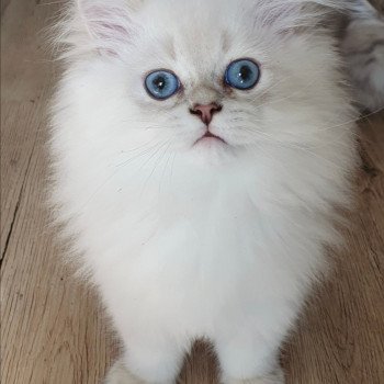 chaton British Longhair Snow Paris Royal Cattery