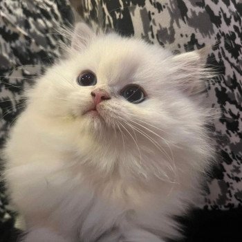 chaton British Longhair Snow Paris Royal Cattery