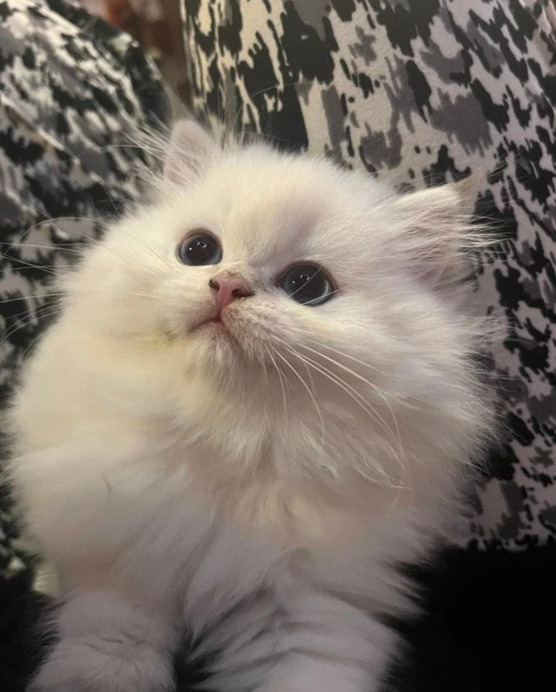 Snow Mâle British Longhair