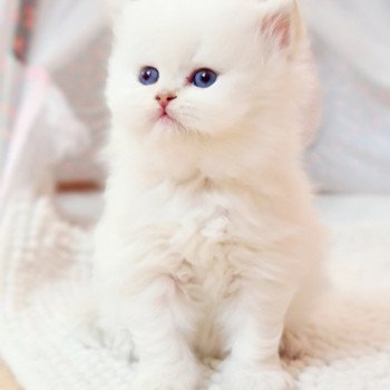 chaton British Longhair lilac golden shaded point Sugar white candy Paris Royal Cattery chaton British Longhair lilac golden shaded point Sugar white candy Paris Royal Cattery