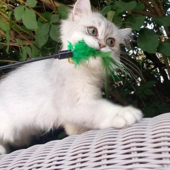 chaton British Longhair black silver shaded Sherazade Paris Royal Cattery