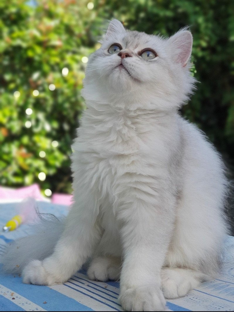 Sherazade From Paris Royal Femelle British Longhair