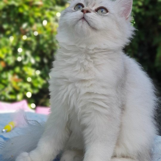 Sherazade From Paris Royal Femelle British Longhair