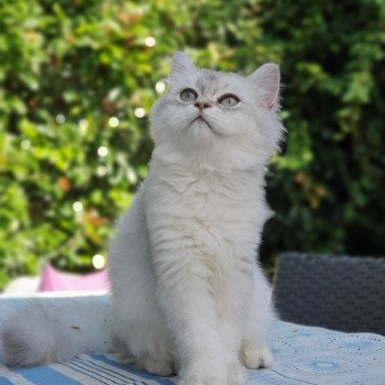 chaton British Longhair black silver shaded Sherazade Paris Royal Cattery