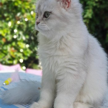 chaton British Longhair black silver shaded Sherazade Paris Royal Cattery