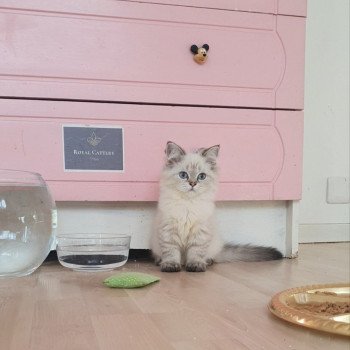 chaton British Longhair golden shaded point Tchoupinette Paris Royal Cattery