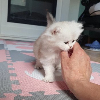 chaton British Longhair black silver shaded Tit' TrésOr Paris Royal Cattery