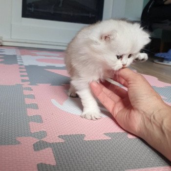 chaton British Longhair black silver shaded Tit' TrésOr Paris Royal Cattery