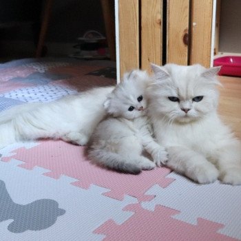 chaton British Longhair black silver shaded Tit' TrésOr Paris Royal Cattery