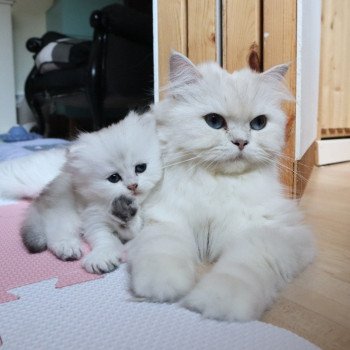 chaton British Longhair black silver shaded Tit' TrésOr Paris Royal Cattery