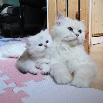 chaton British Longhair black silver shaded Tit' TrésOr Paris Royal Cattery