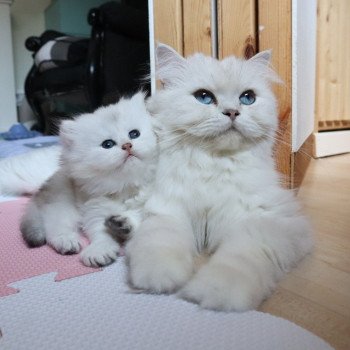 chaton British Longhair black silver shaded Tit' TrésOr Paris Royal Cattery