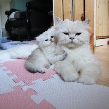 chaton British Longhair black silver shaded Tit' TrésOr Paris Royal Cattery