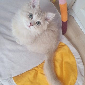 chaton British Longhair lilac golden shaded Titi Paris Royal Cattery