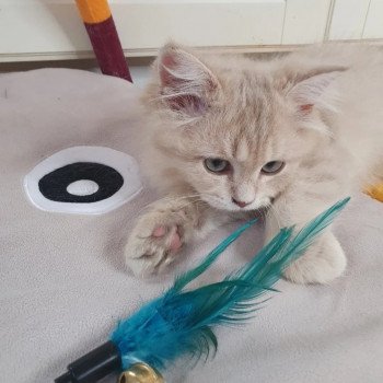 chaton British Longhair lilac golden shaded Titi Paris Royal Cattery