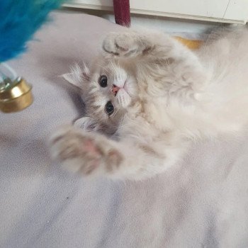 chaton British Longhair lilac golden shaded Titi Paris Royal Cattery