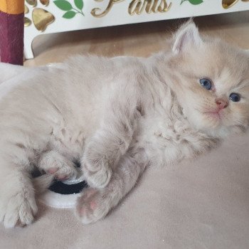 chaton British Longhair lilac golden shaded Titi Paris Royal Cattery