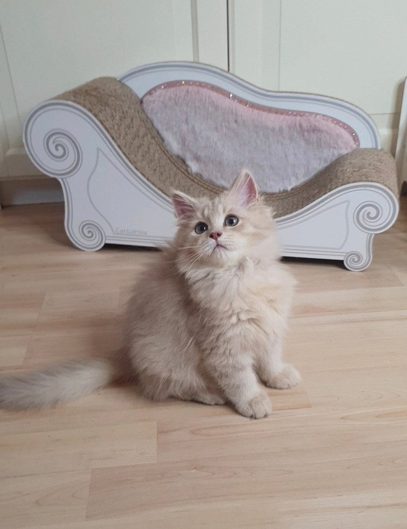 Titi From Paris Royal Mâle British Longhair