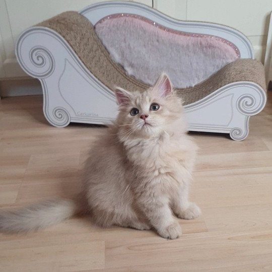 Titi From Paris Royal Mâle British Longhair