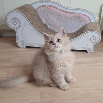 chaton British Longhair lilac golden shaded Titi Paris Royal Cattery