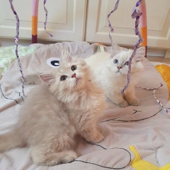 chaton British Longhair lilac golden shaded Titi Paris Royal Cattery