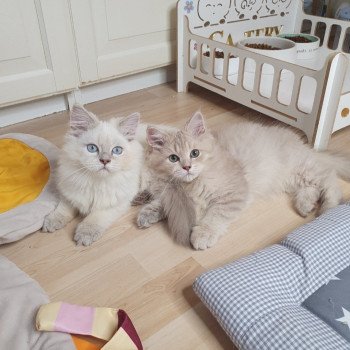 chaton British Longhair lilac golden shaded Titi Paris Royal Cattery