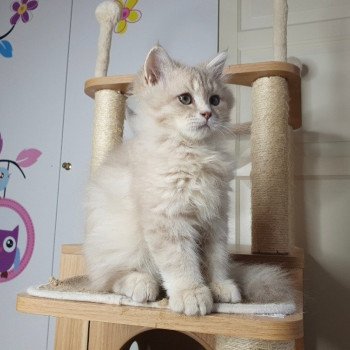 chaton British Longhair lilac golden shaded Titi Paris Royal Cattery