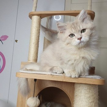 chaton British Longhair lilac golden shaded Titi Paris Royal Cattery