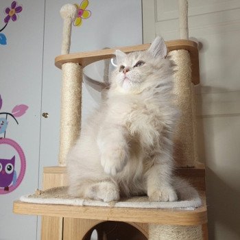 chaton British Longhair lilac golden shaded Titi Paris Royal Cattery