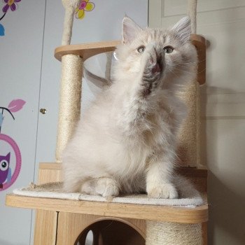 chaton British Longhair lilac golden shaded Titi Paris Royal Cattery