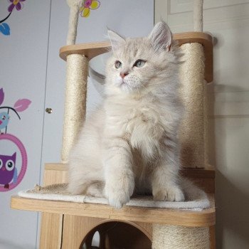 chaton British Longhair lilac golden shaded Titi Paris Royal Cattery