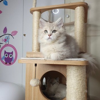 chaton British Longhair lilac golden shaded Titi Paris Royal Cattery