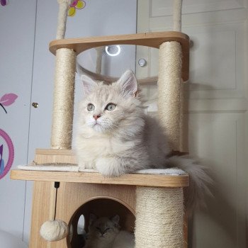 chaton British Longhair lilac golden shaded Titi Paris Royal Cattery