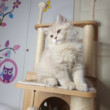 chaton British Longhair lilac golden shaded Titi Paris Royal Cattery